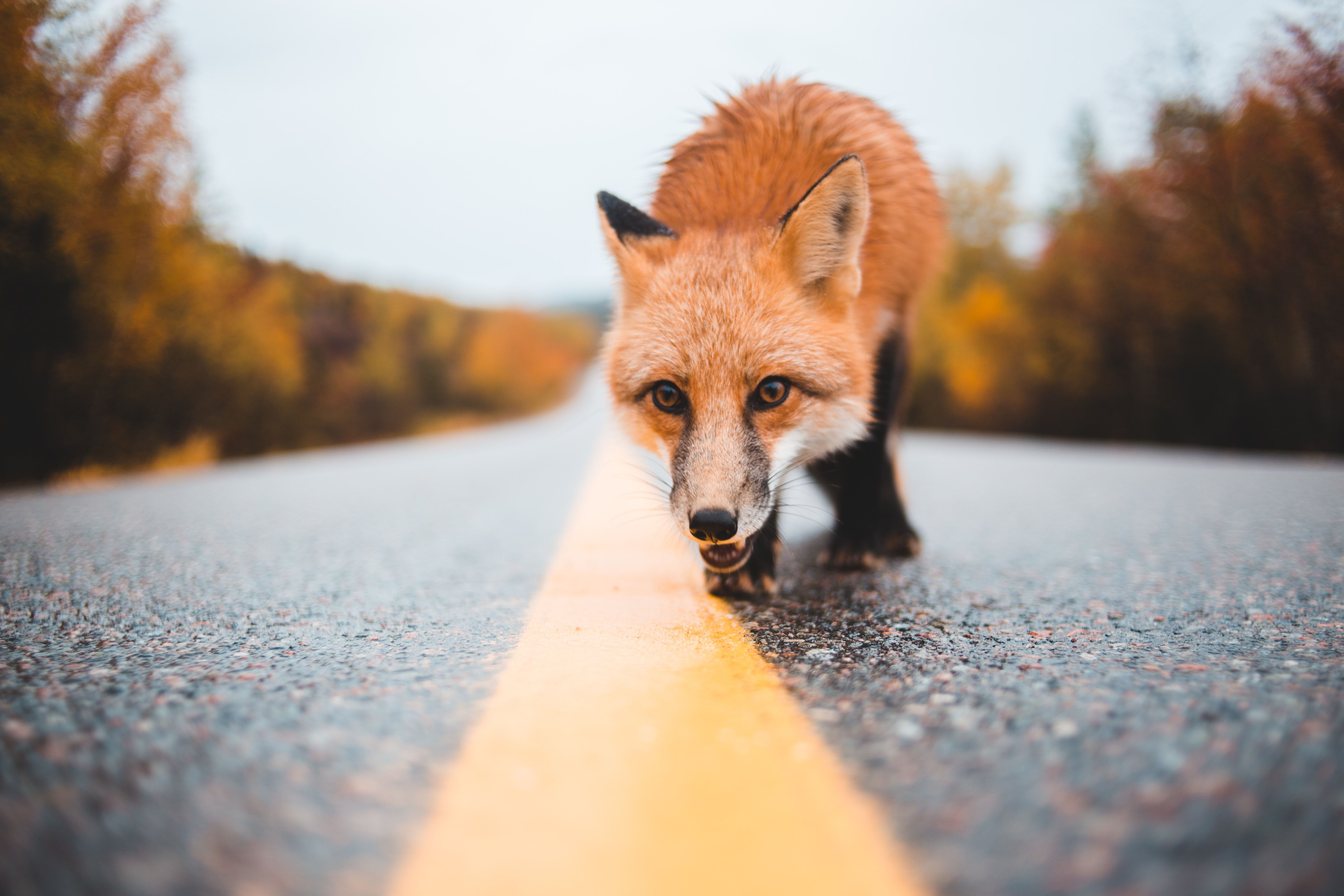Sign in with Metamask using LiveView